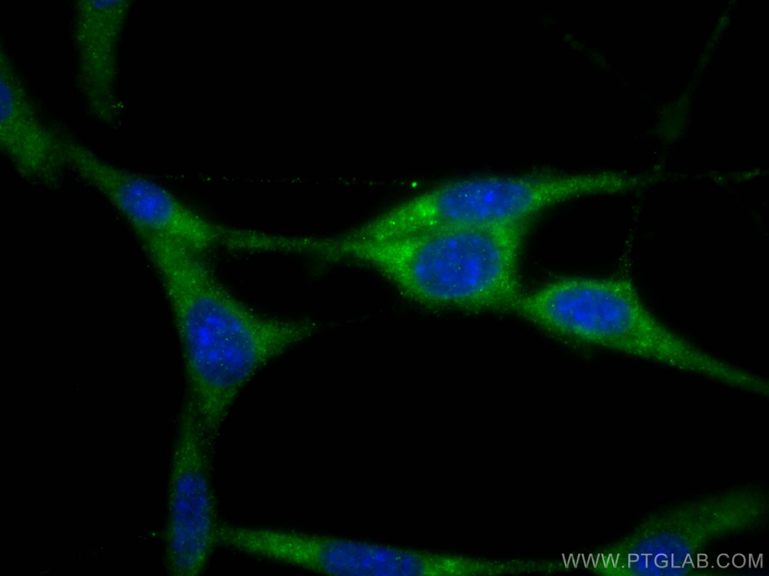 IF Staining of NIH/3T3 using 11671-1-AP