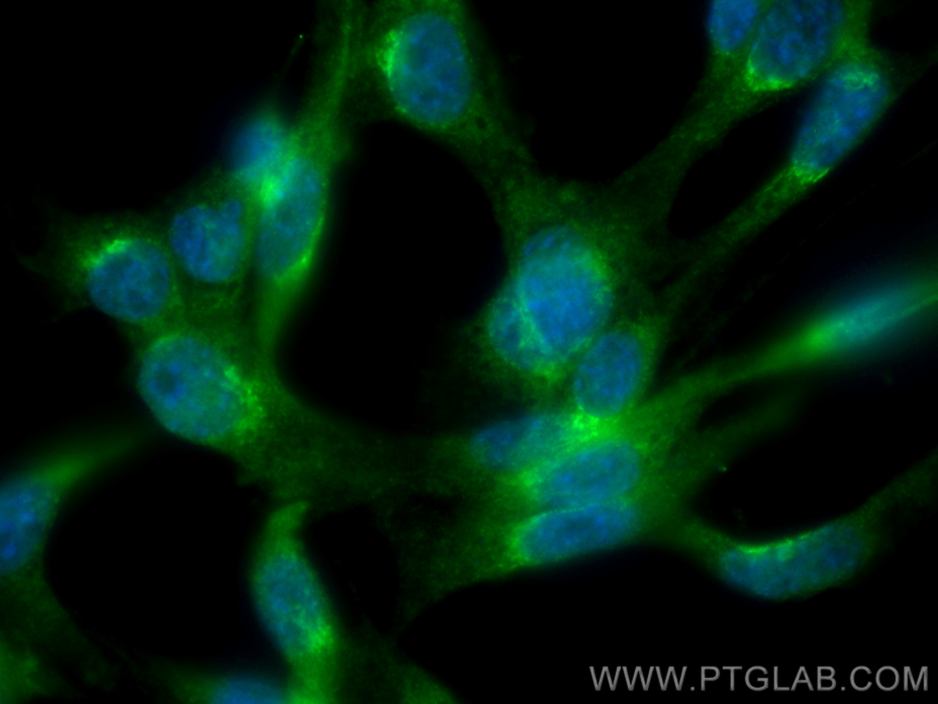 IF Staining of NIH/3T3 using CL488-11671