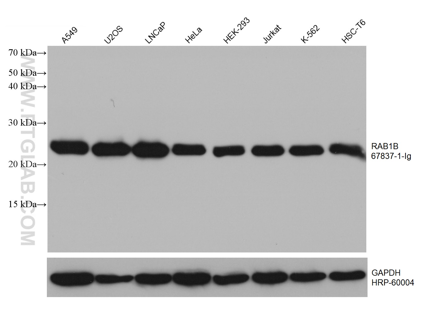 WB analysis using 67837-1-Ig