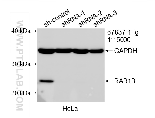 WB analysis of HeLa using 67837-1-Ig (same clone as 67837-1-PBS)