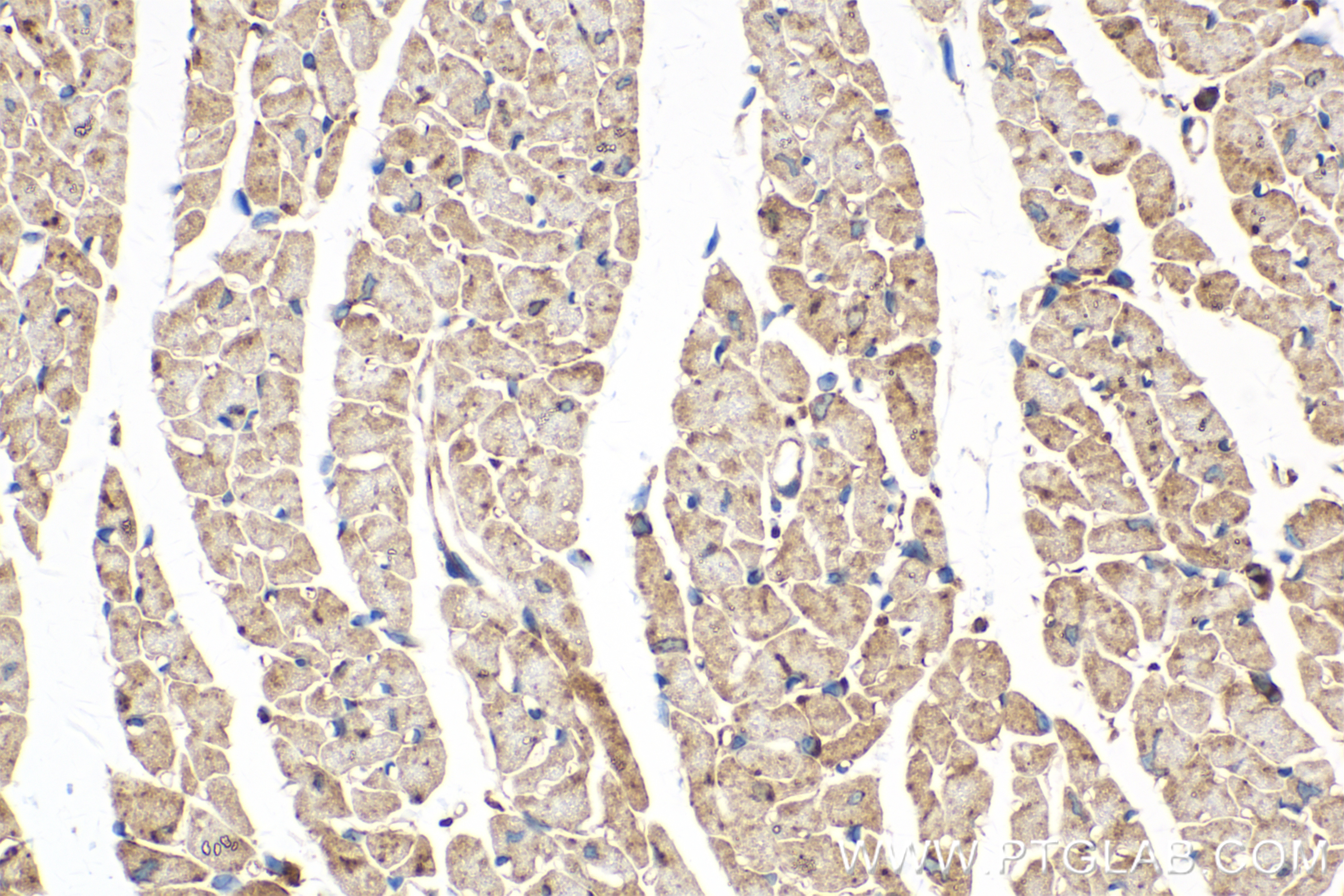 IHC staining of mouse heart using 83687-4-RR (same clone as 83687-4-PBS)