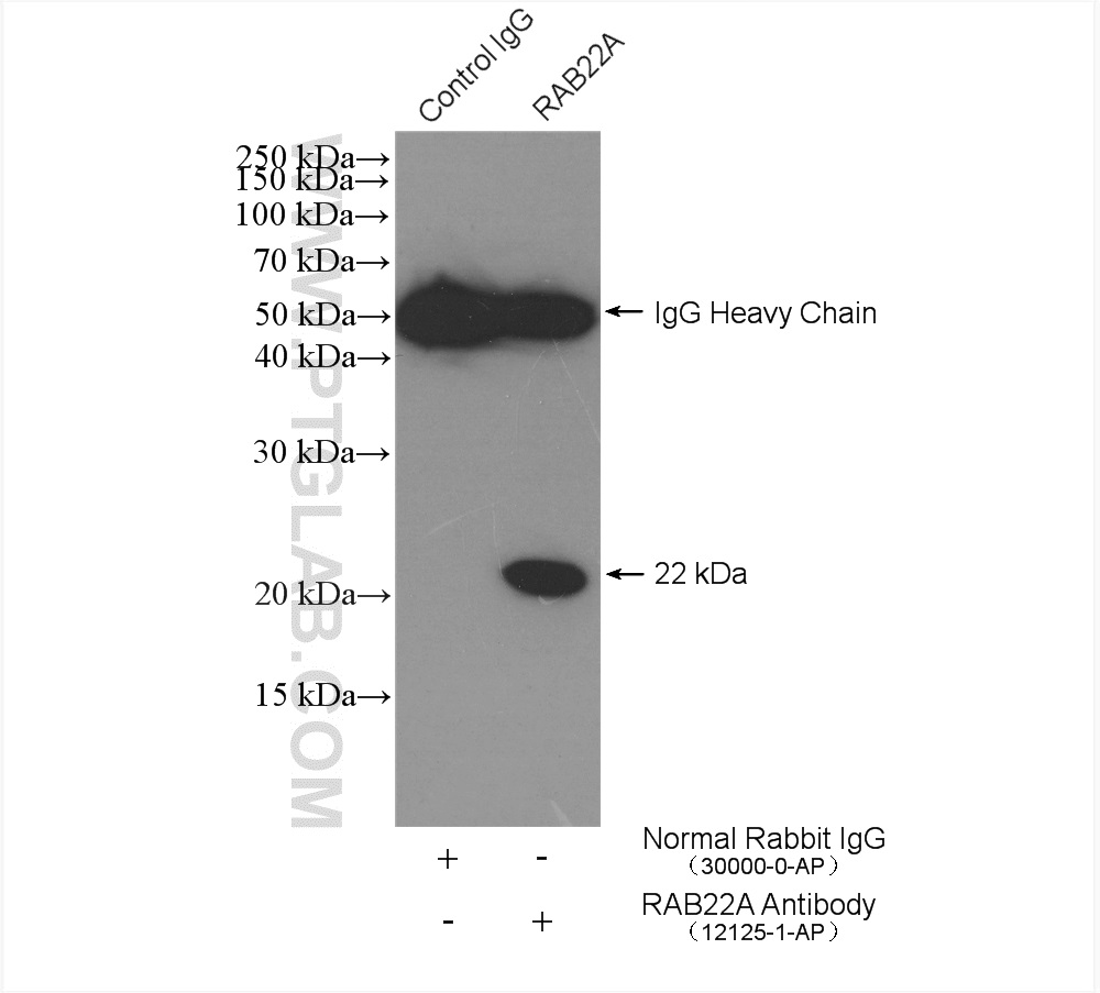 IP experiment of COLO 320 using 12125-1-AP