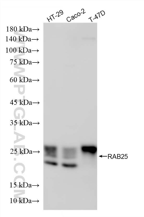 WB analysis using 87453-1-RR (same clone as 87453-1-PBS)