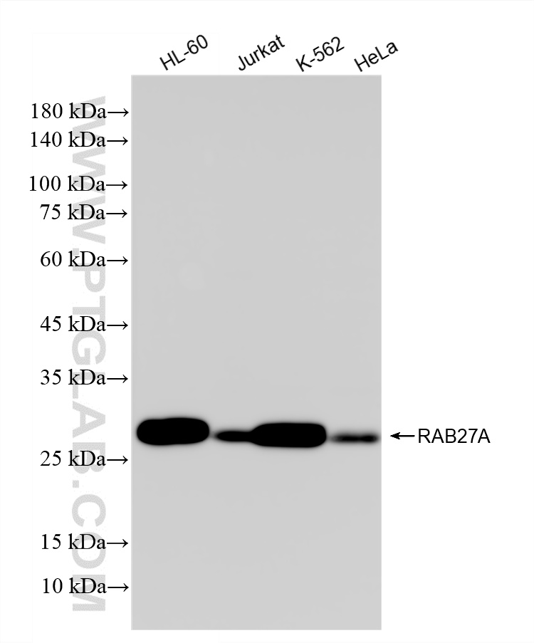 WB analysis using 87178-4-RR