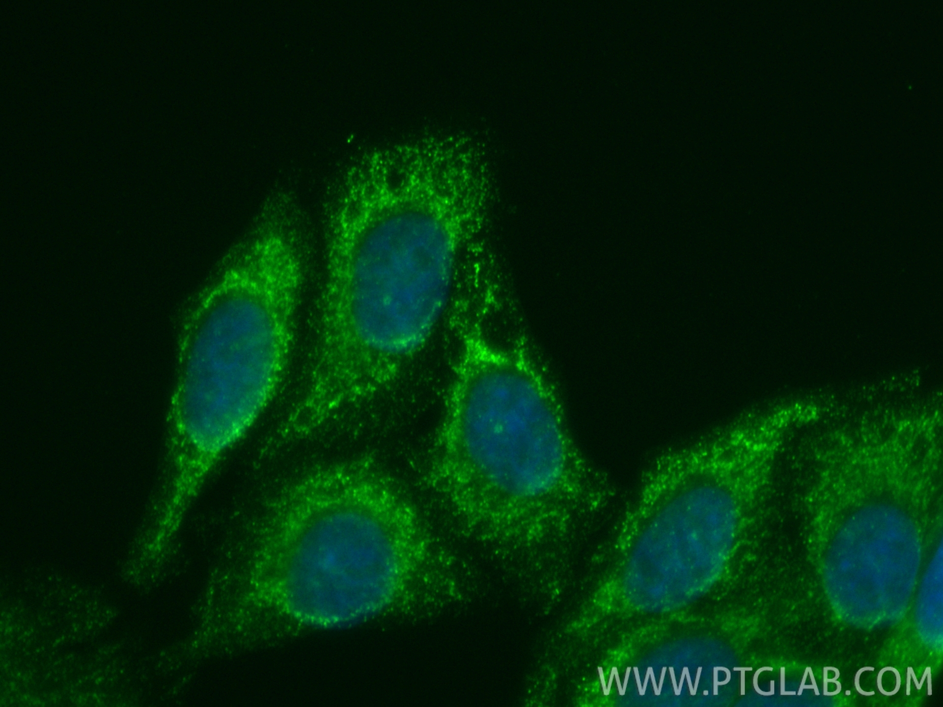 IF Staining of HepG2 using CL488-66058