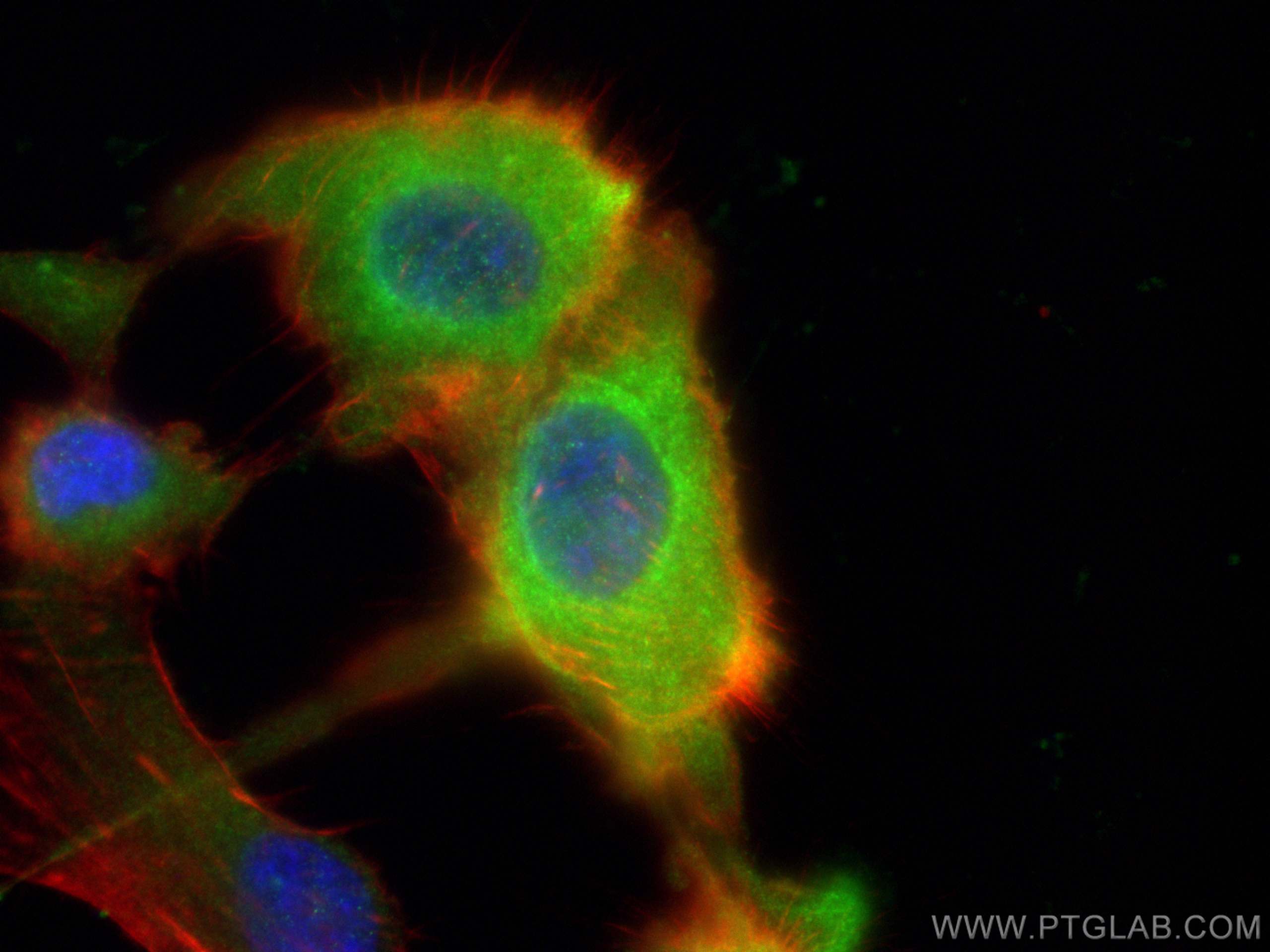 IF Staining of U-87 MG using 13412-1-AP