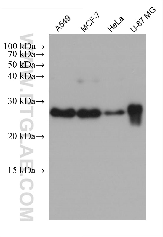 WB analysis using 66944-1-Ig