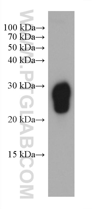 WB analysis of human peripheral blood platelets using 66944-1-Ig