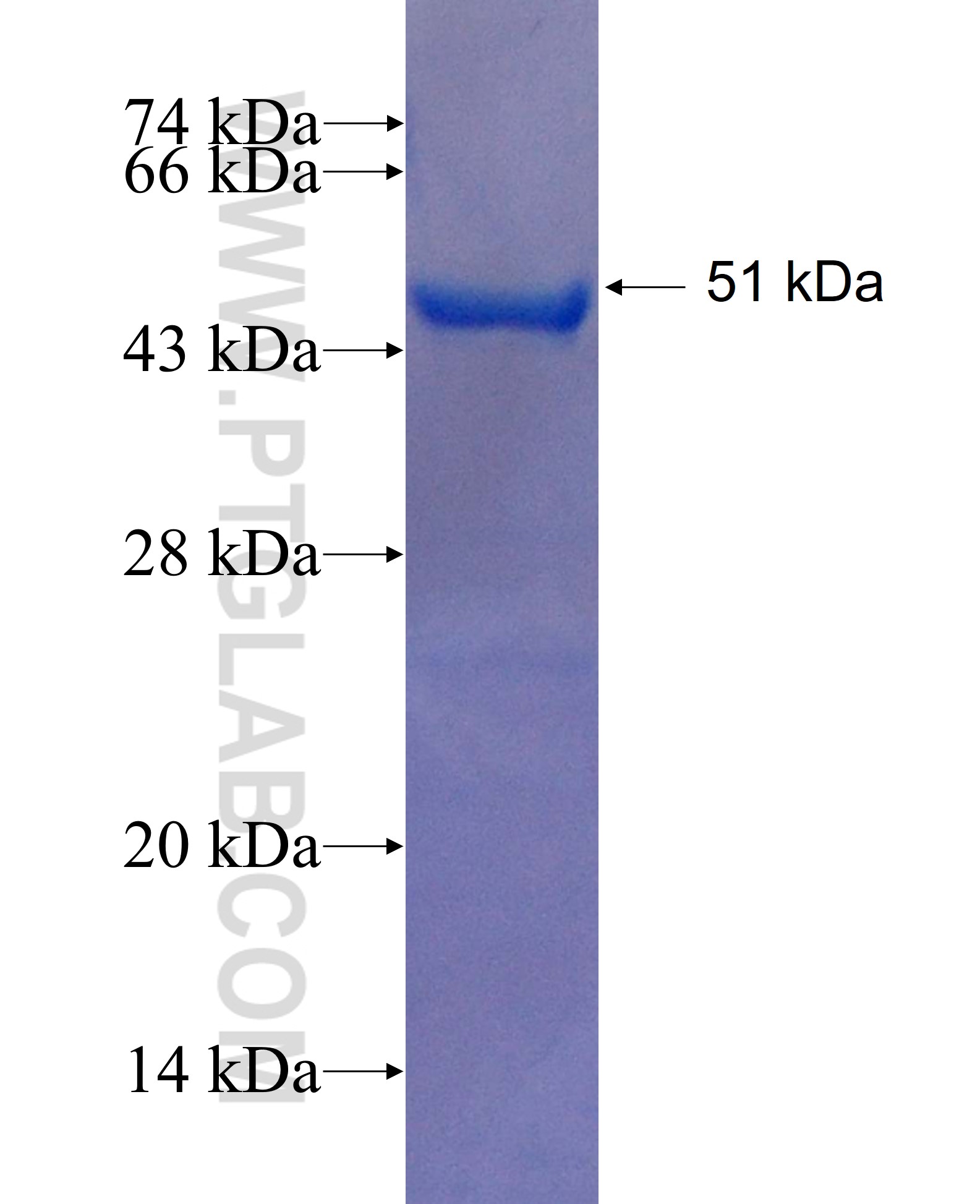 RAB27B fusion protein Ag4064 SDS-PAGE