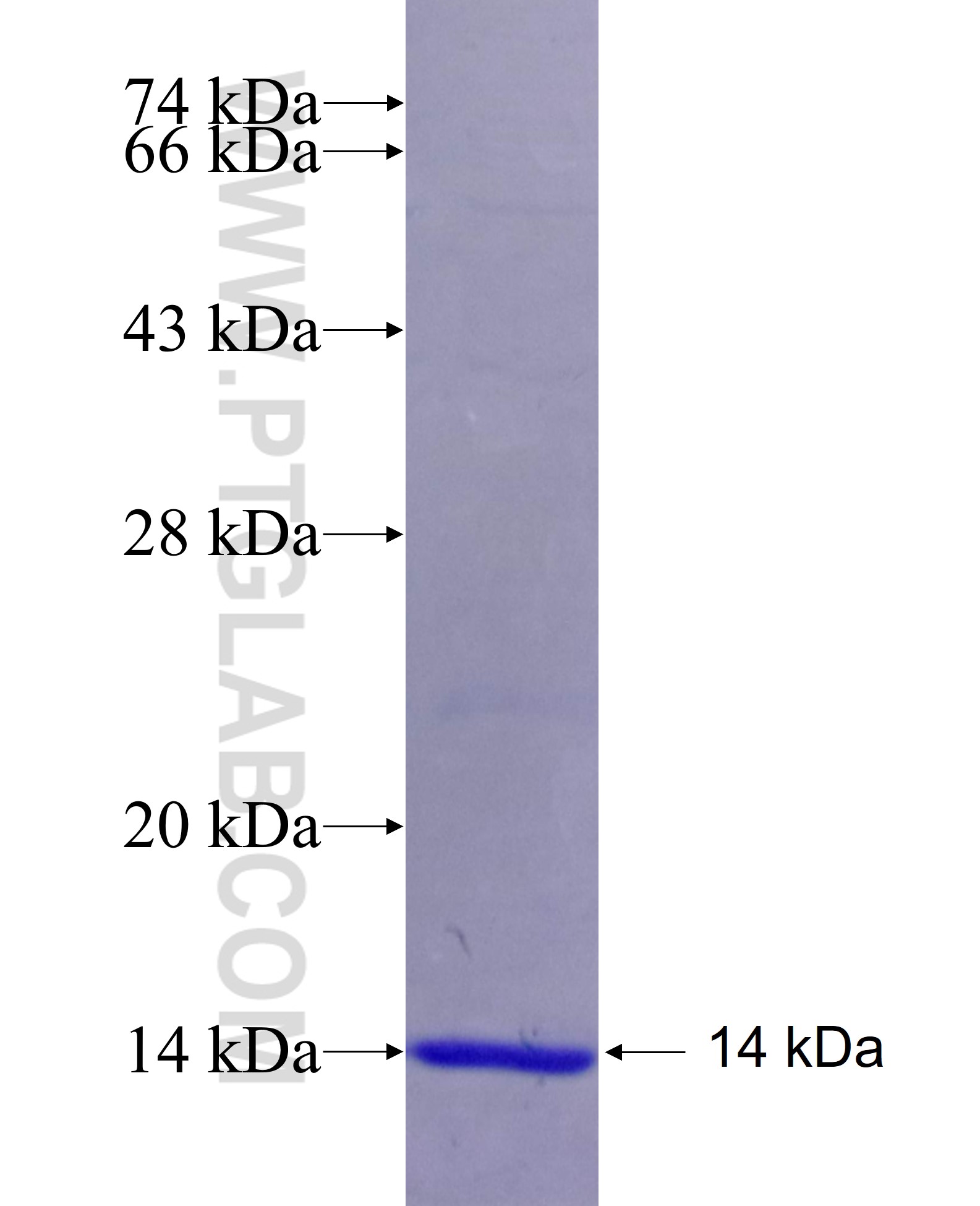 RAB28 fusion protein Ag5044 SDS-PAGE