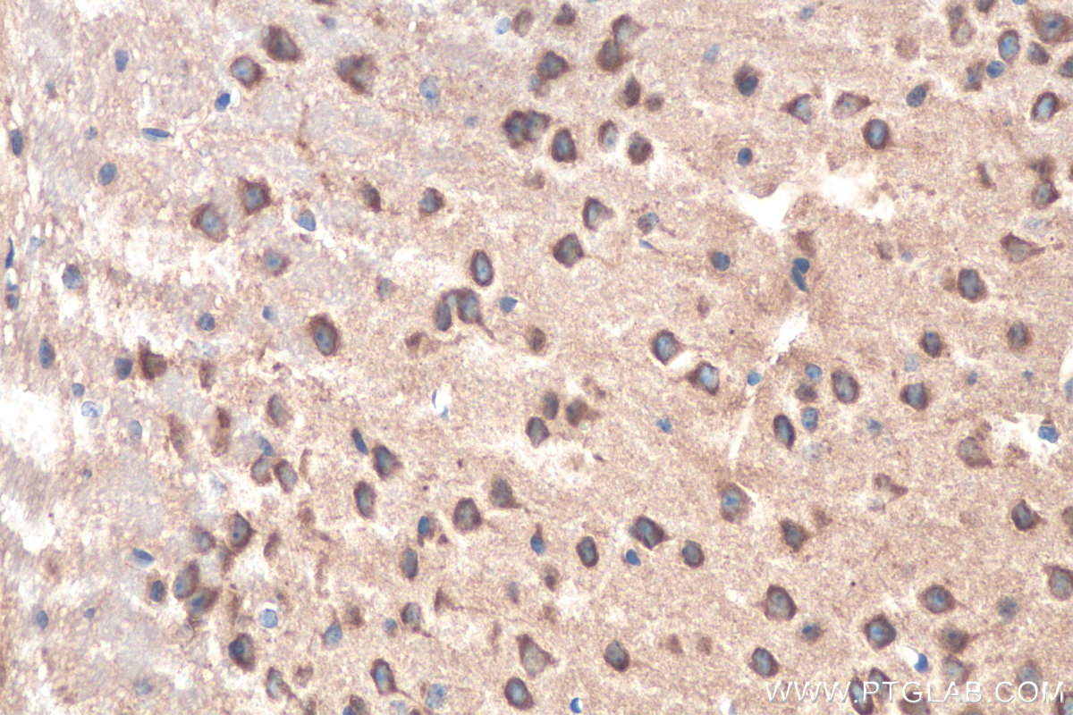 IHC staining of mouse brain using 15420-1-AP IHC staining of mouse brain using 15420-1-AP