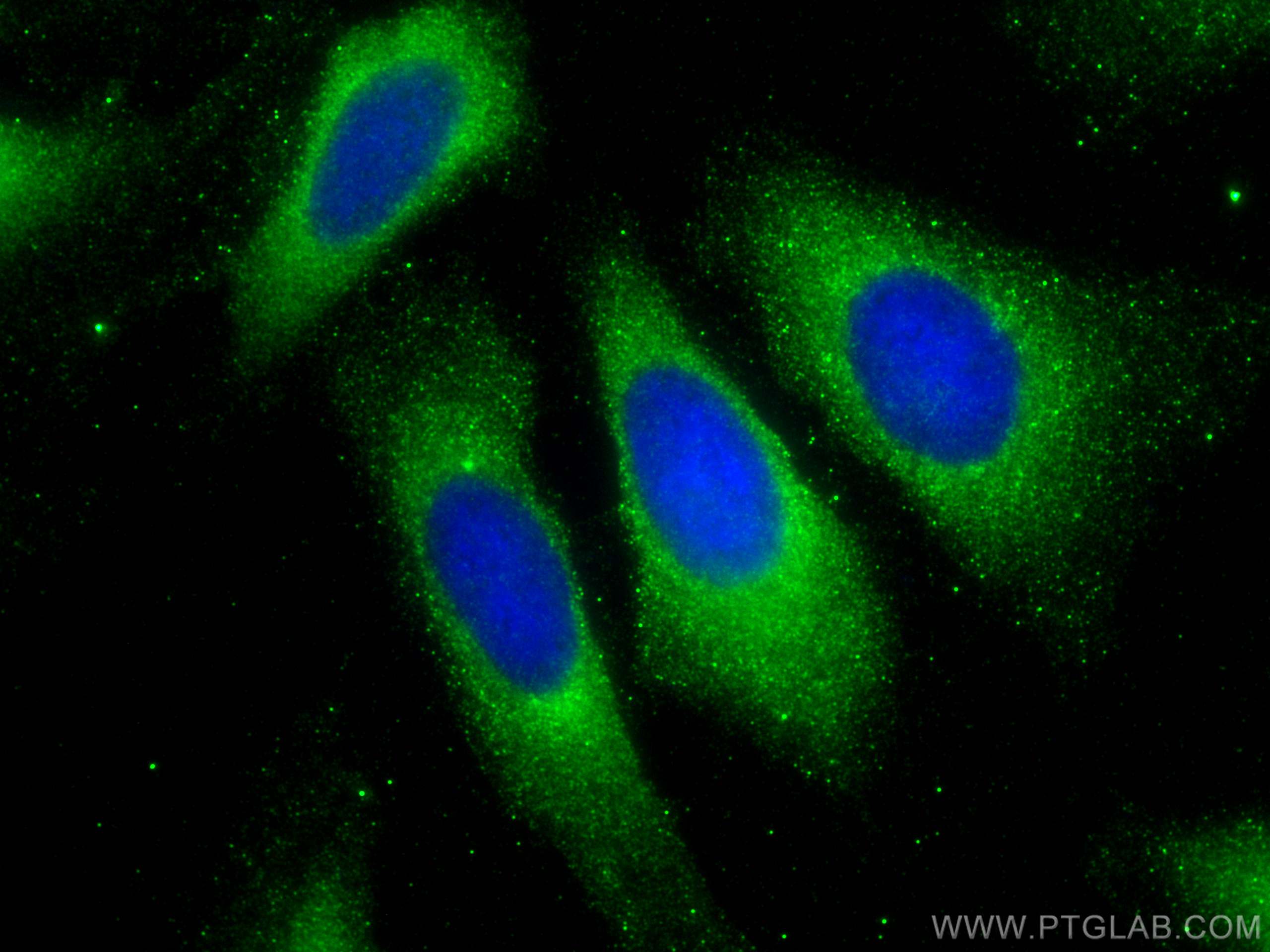 IF Staining of U2OS using 67501-1-Ig (same clone as 67501-1-PBS)