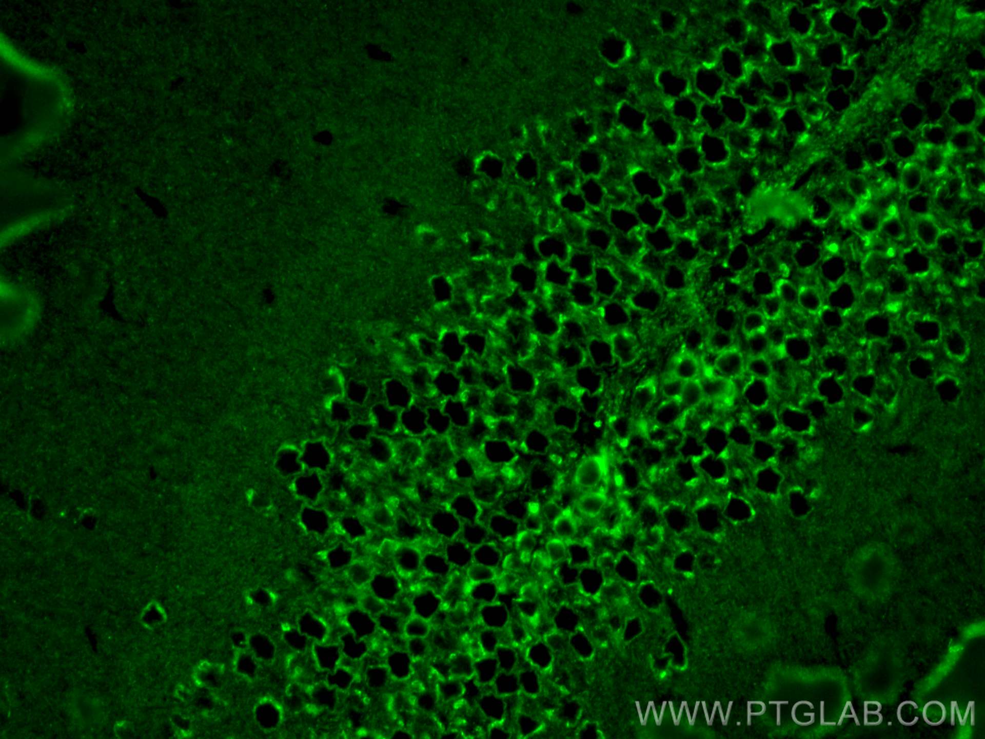 IF Staining of mouse brain using 67501-1-Ig (same clone as 67501-1-PBS)