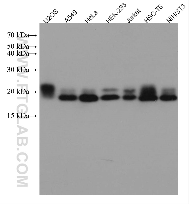 WB analysis using 67501-1-Ig