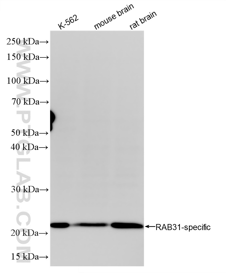 WB analysis using 83434-2-RR