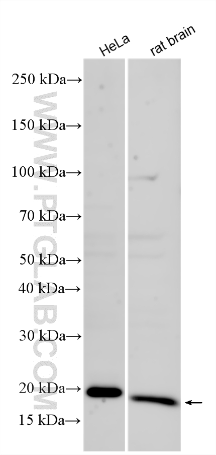 WB analysis using 16182-1-AP