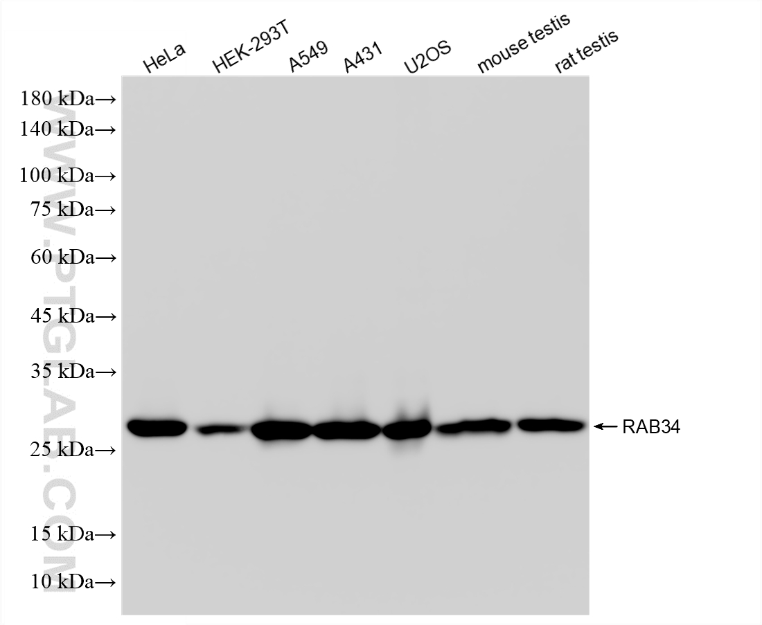 WB analysis using 86839-3-RR