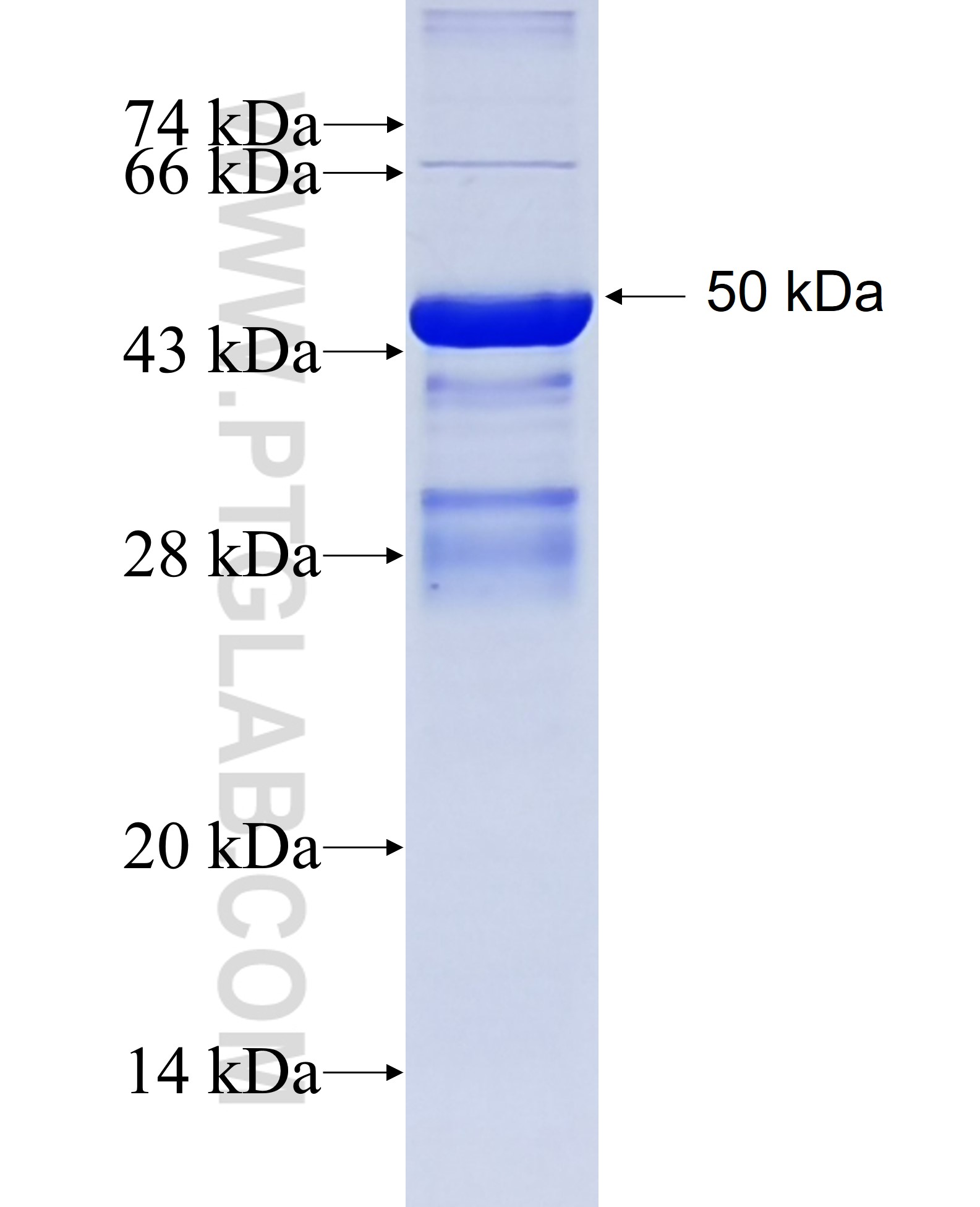 RAB34 fusion protein Ag3036 SDS-PAGE