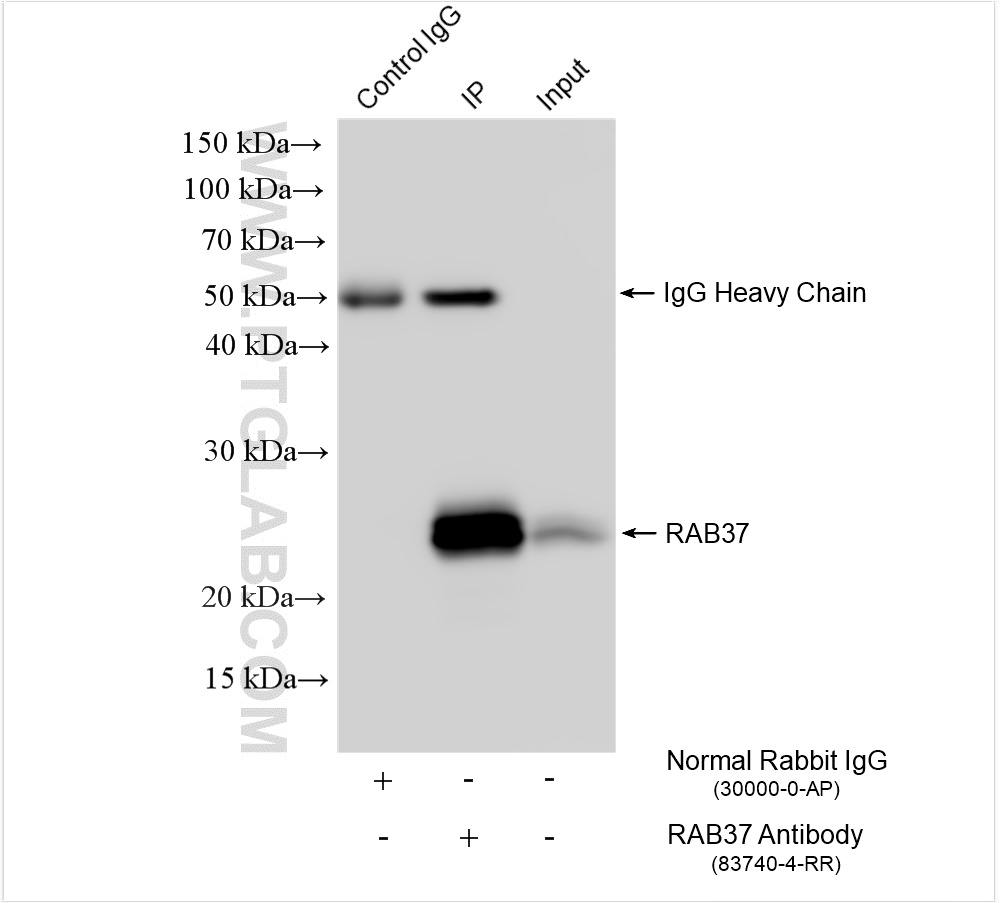 IP experiment of mouse brain using 83740-4-RR