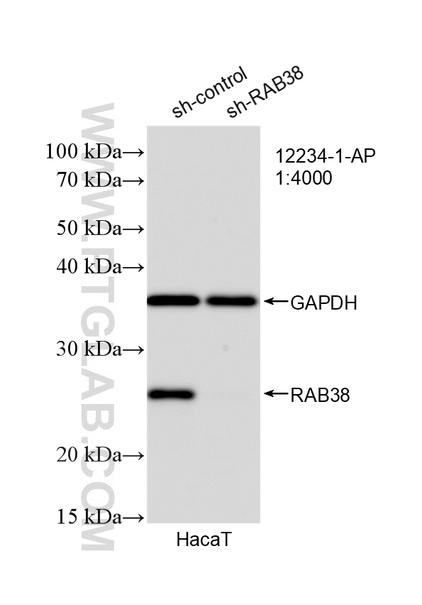 WB analysis of HaCaT using 12234-1-AP WB analysis of HaCaT using 12234-1-AP