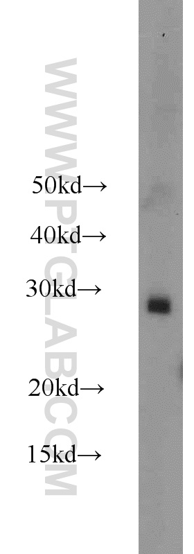 WB analysis of NIH/3T3 using 12234-1-AP