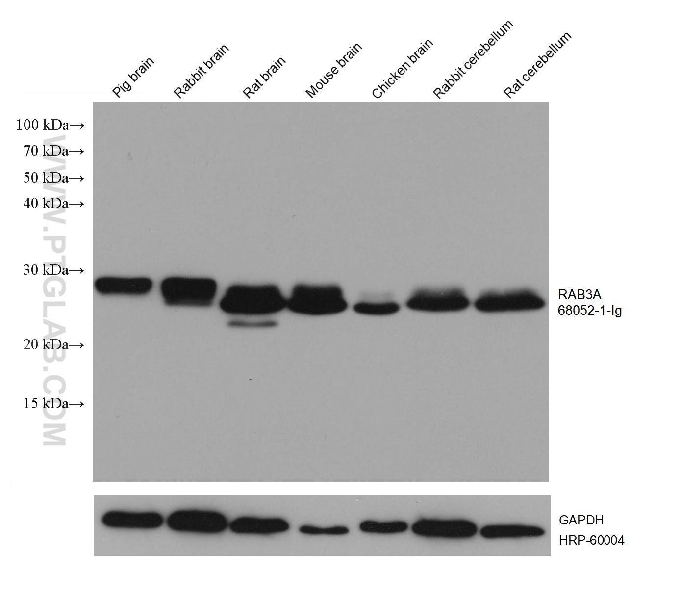 WB analysis using 68052-1-Ig