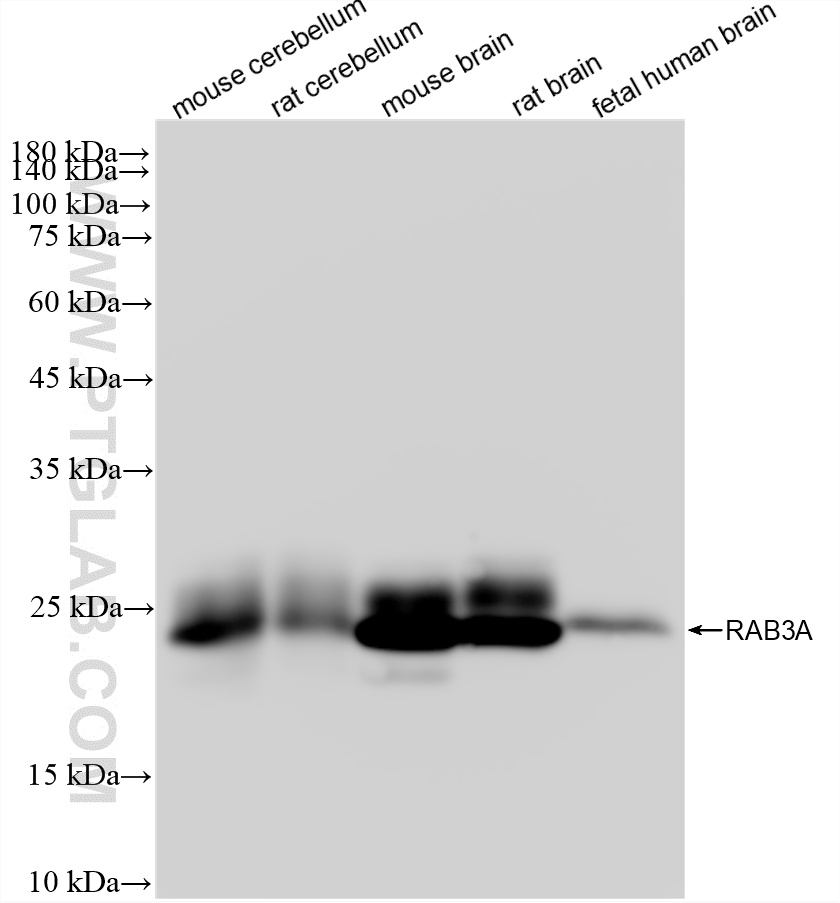 WB analysis using 87642-1-RR WB analysis using 87642-1-RR