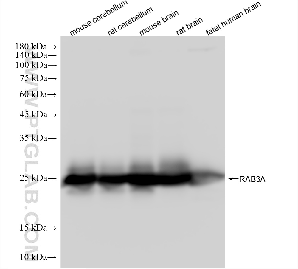 WB analysis using 87642-2-RR WB analysis using 87642-2-RR