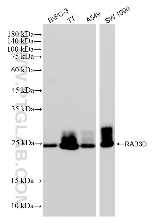 WB analysis using 87655-2-RR WB analysis using 87655-2-RR
