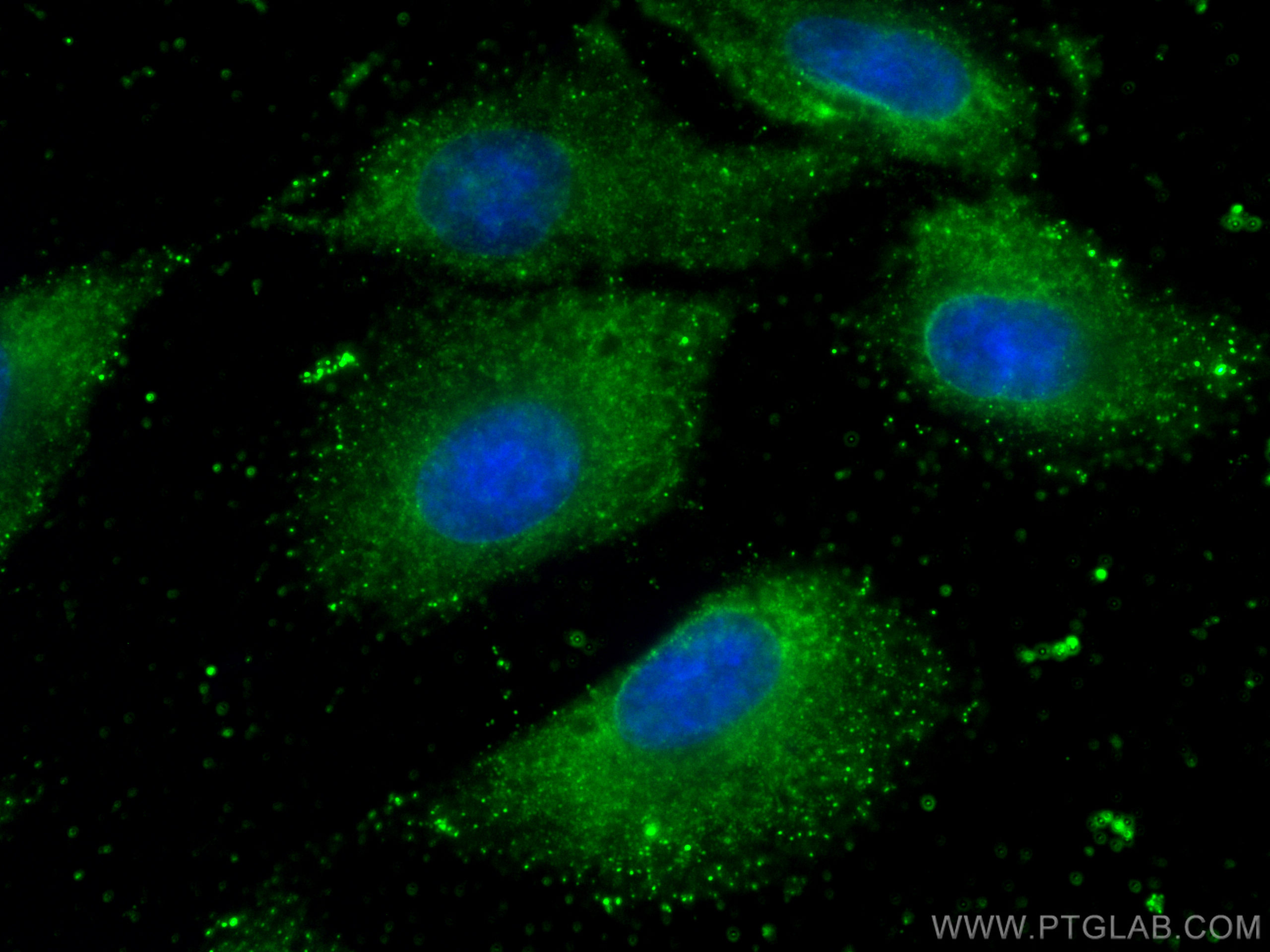 IF Staining of A549 using CL488-67118