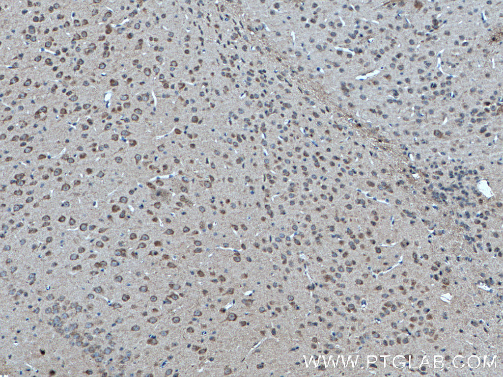 IHC staining of mouse brain using 66688-1-Ig (same clone as 66688-1-PBS)