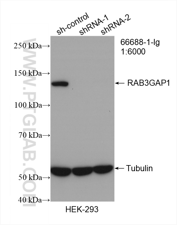 WB analysis of HeLa using 66688-1-Ig (same clone as 66688-1-PBS)