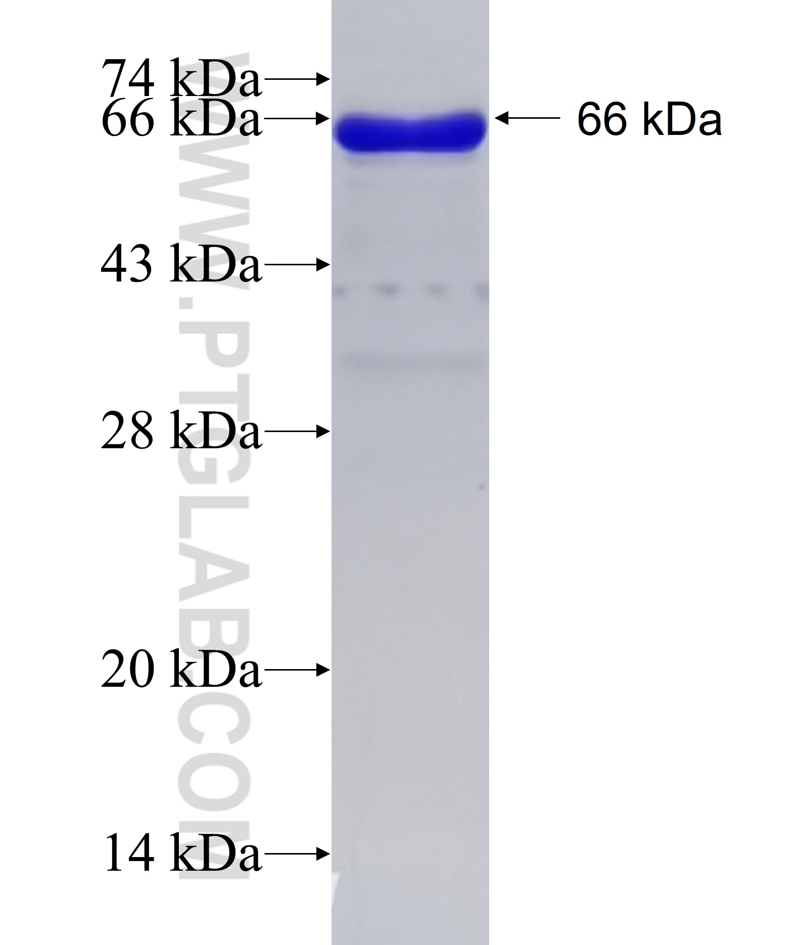 RAB3IL1 fusion protein Ag12204 SDS-PAGE