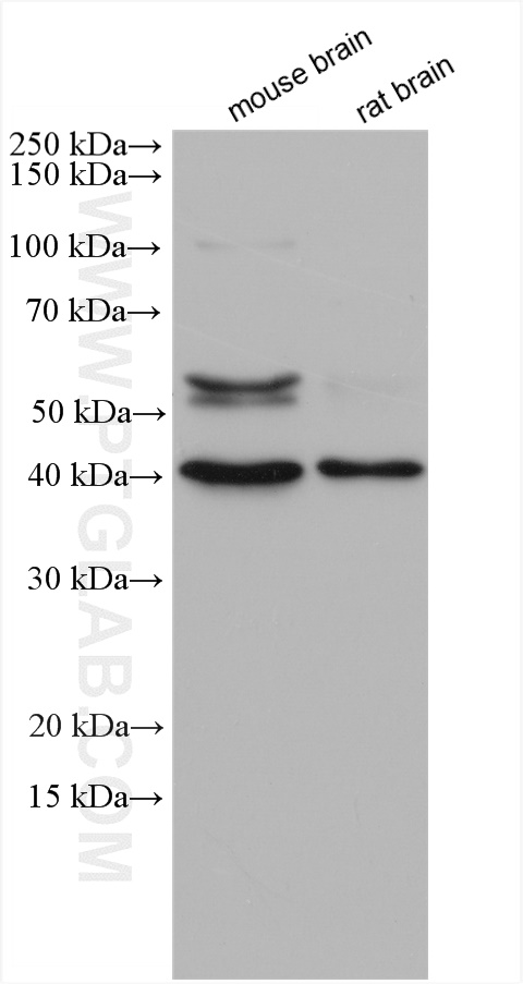 WB analysis using 12321-1-AP