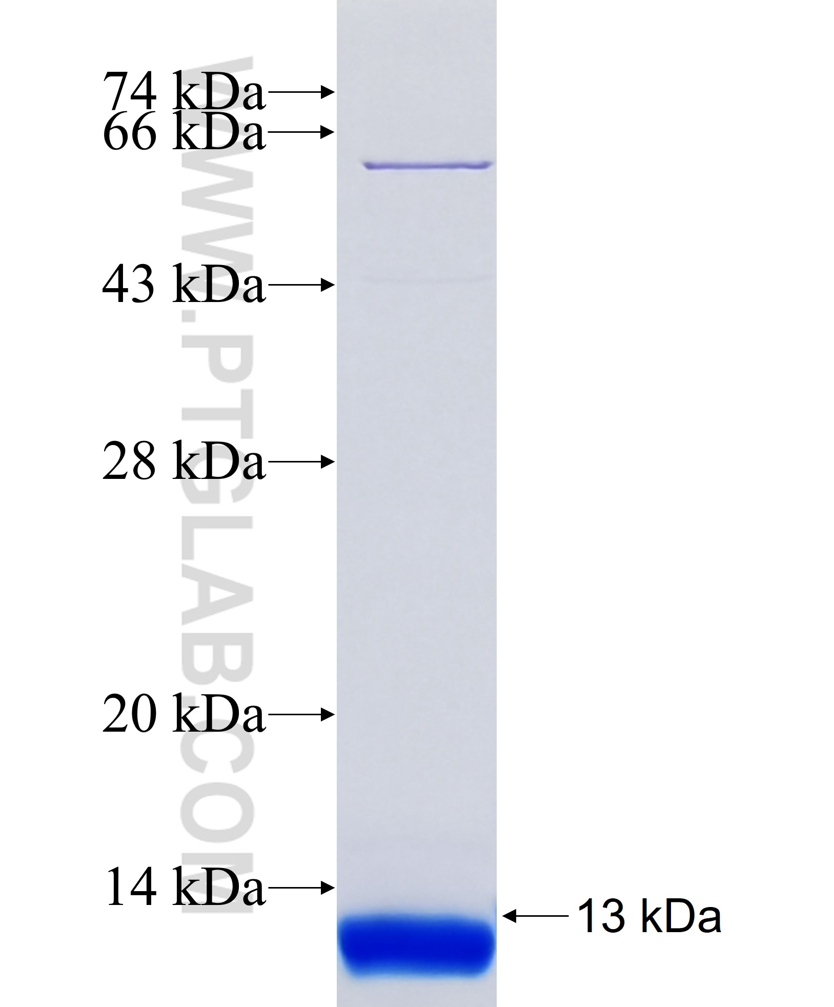 RAB41 fusion protein Ag38001 SDS-PAGE