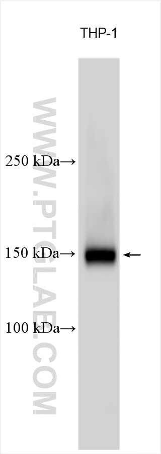 WB analysis using 31195-1-AP