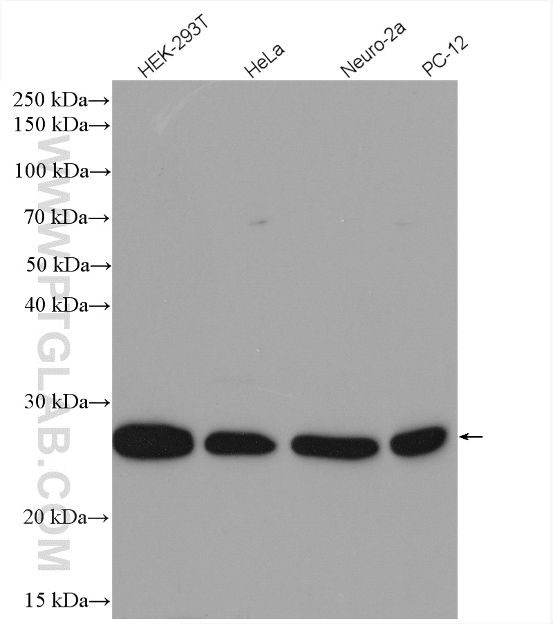 WB analysis using 10347-1-AP