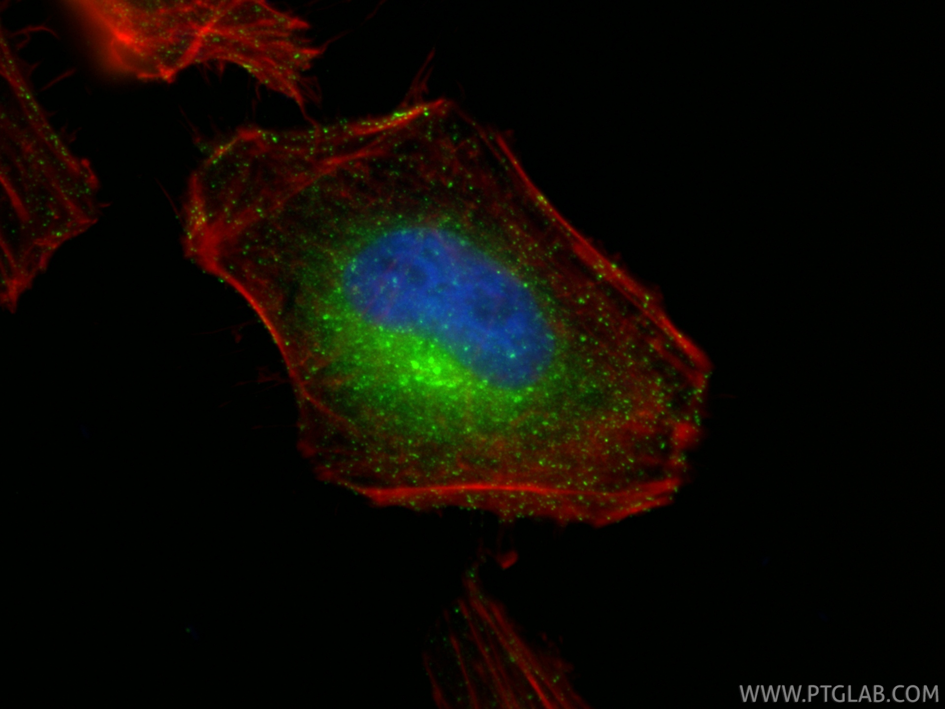 Immunofluorescent analysis of (4% PFA) fixed HeLa cells using RAB5A antibody (66339-1-Ig, Clone: 1B6A5 ) at dilution of 1:800 and CoraLite®488-Conjugated Goat Anti-Mouse IgG(H+L) (<a class='green' href='/productredirect?CatalogNo=SA00013-1' target='_blank'>SA00013-1</a>), CL594-phalloidin (red). IF Staining of HeLa using 66339-1-Ig