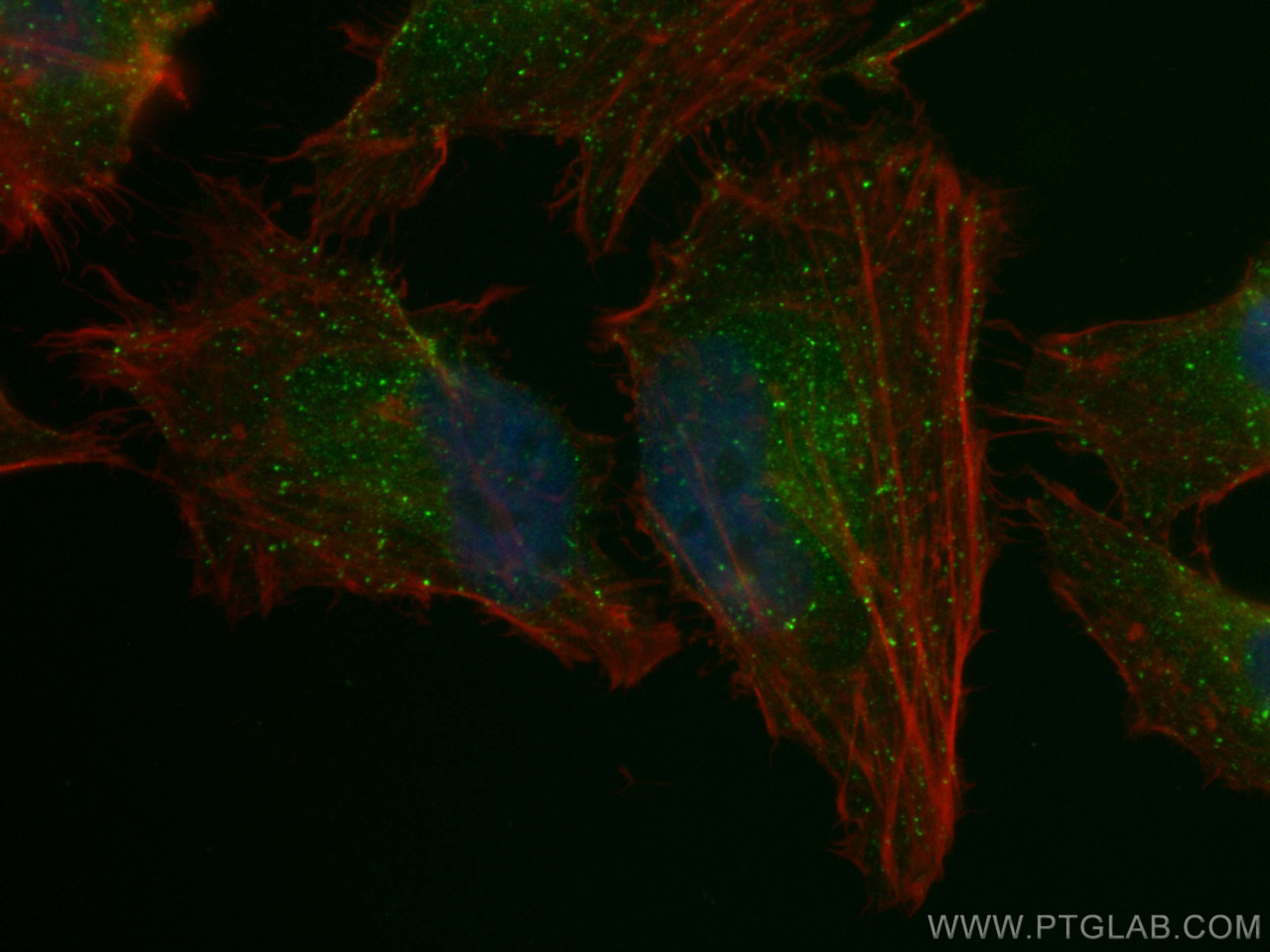IF Staining of HeLa using CL488-66339
