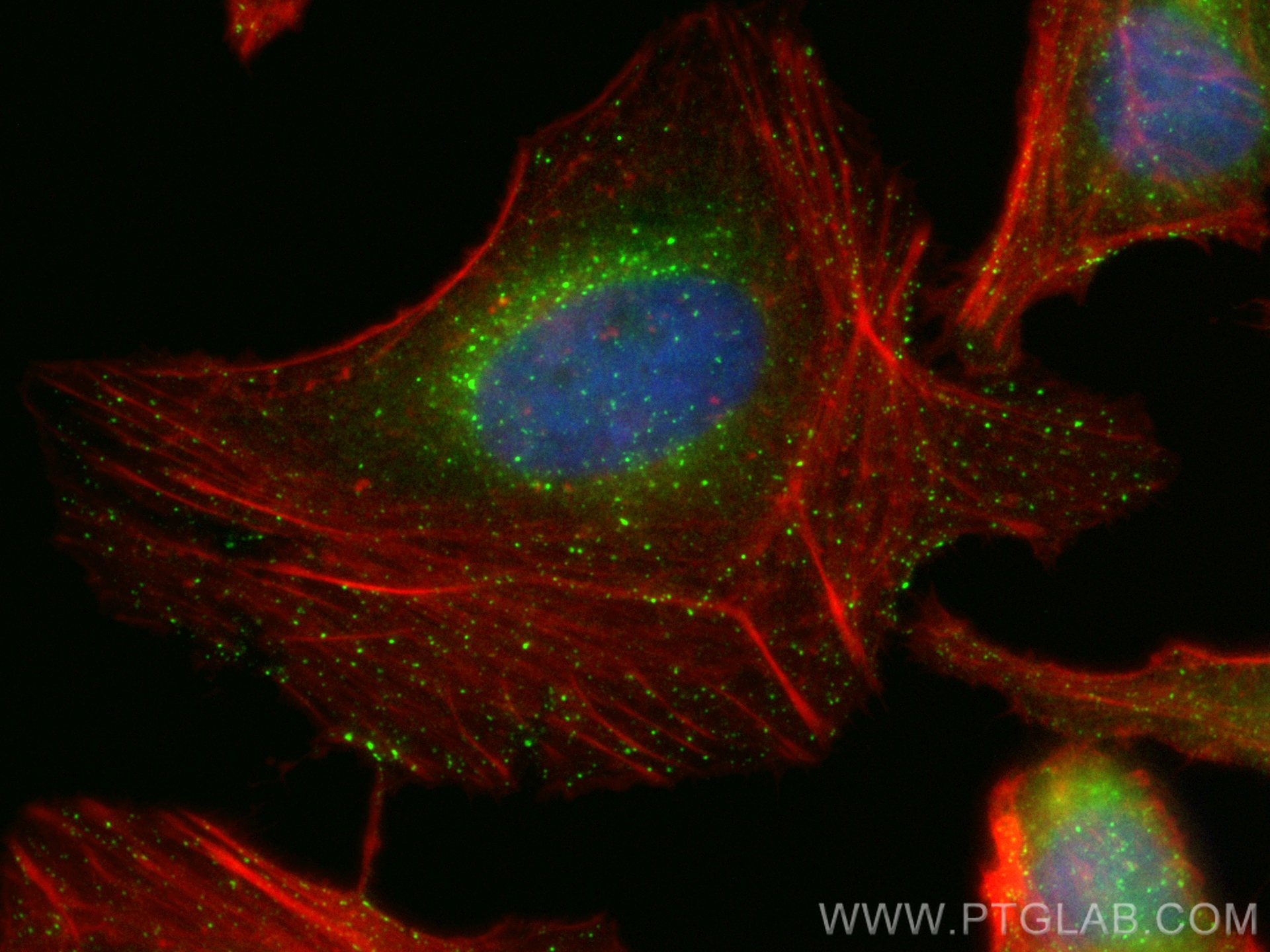IF Staining of HeLa using CL488-66339