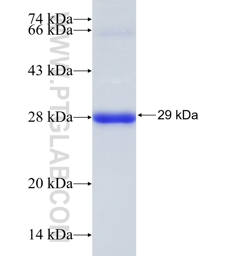 RAB5A fusion protein Ag16781 SDS-PAGE