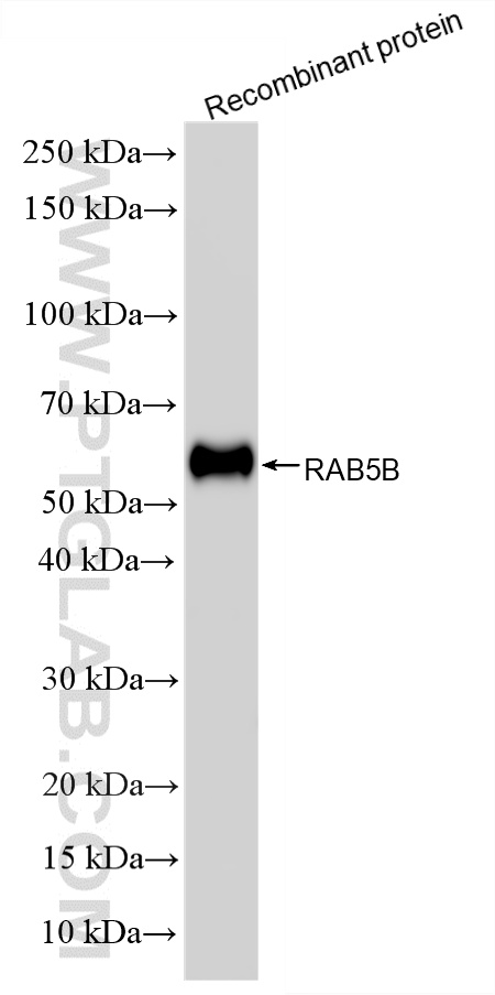 WB analysis using 86951-1-RR WB analysis using 86951-1-RR