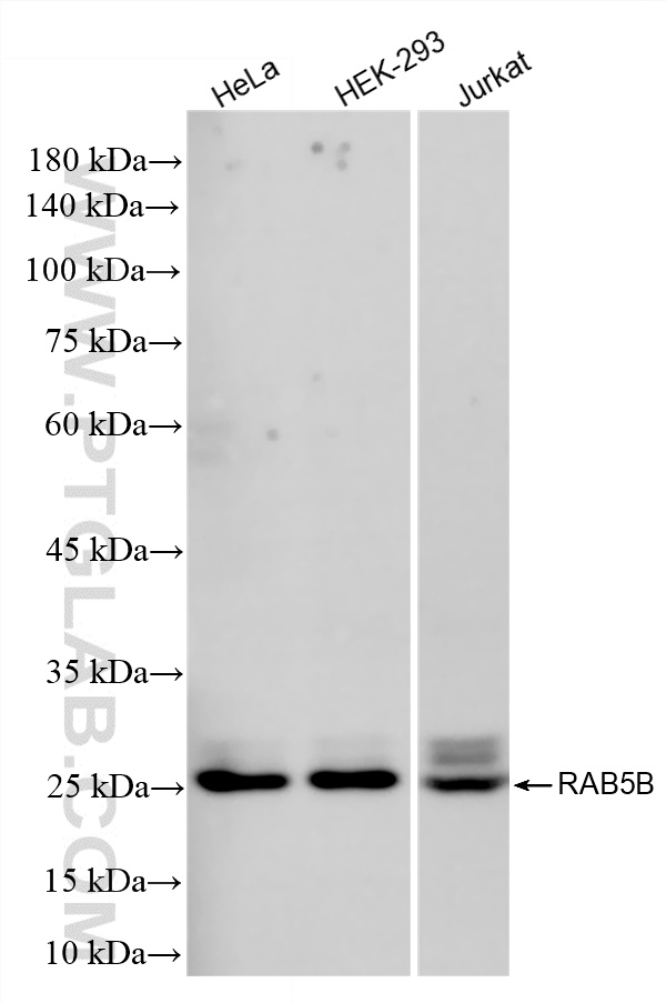 WB analysis using 86951-1-RR WB analysis using 86951-1-RR
