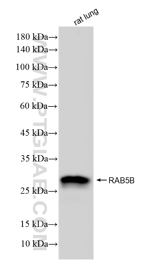 WB analysis using 86951-1-RR WB analysis using 86951-1-RR