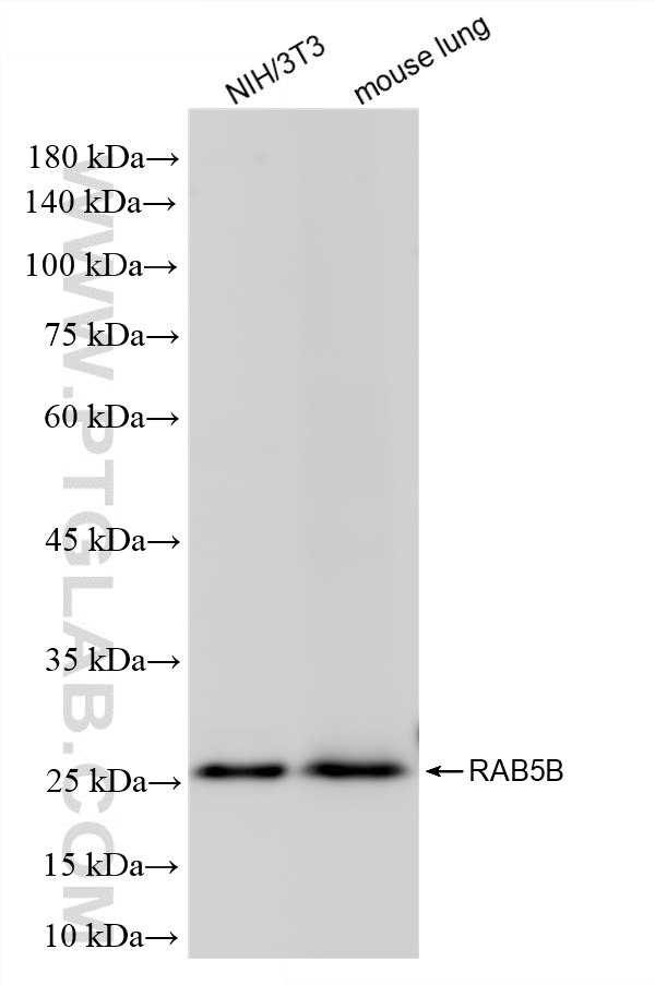 WB analysis using 86951-1-RR WB analysis using 86951-1-RR