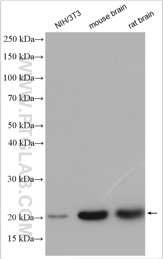 WB analysis using 10187-2-AP