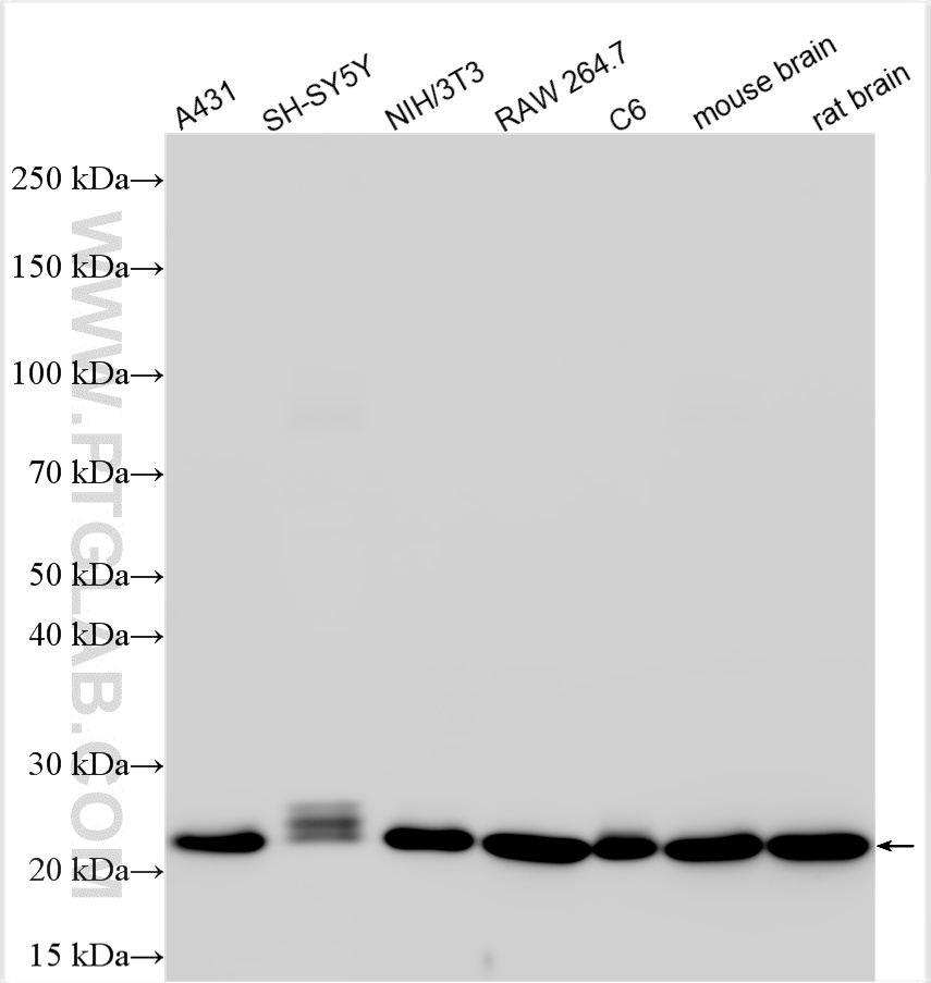 WB analysis using 84741-1-RR