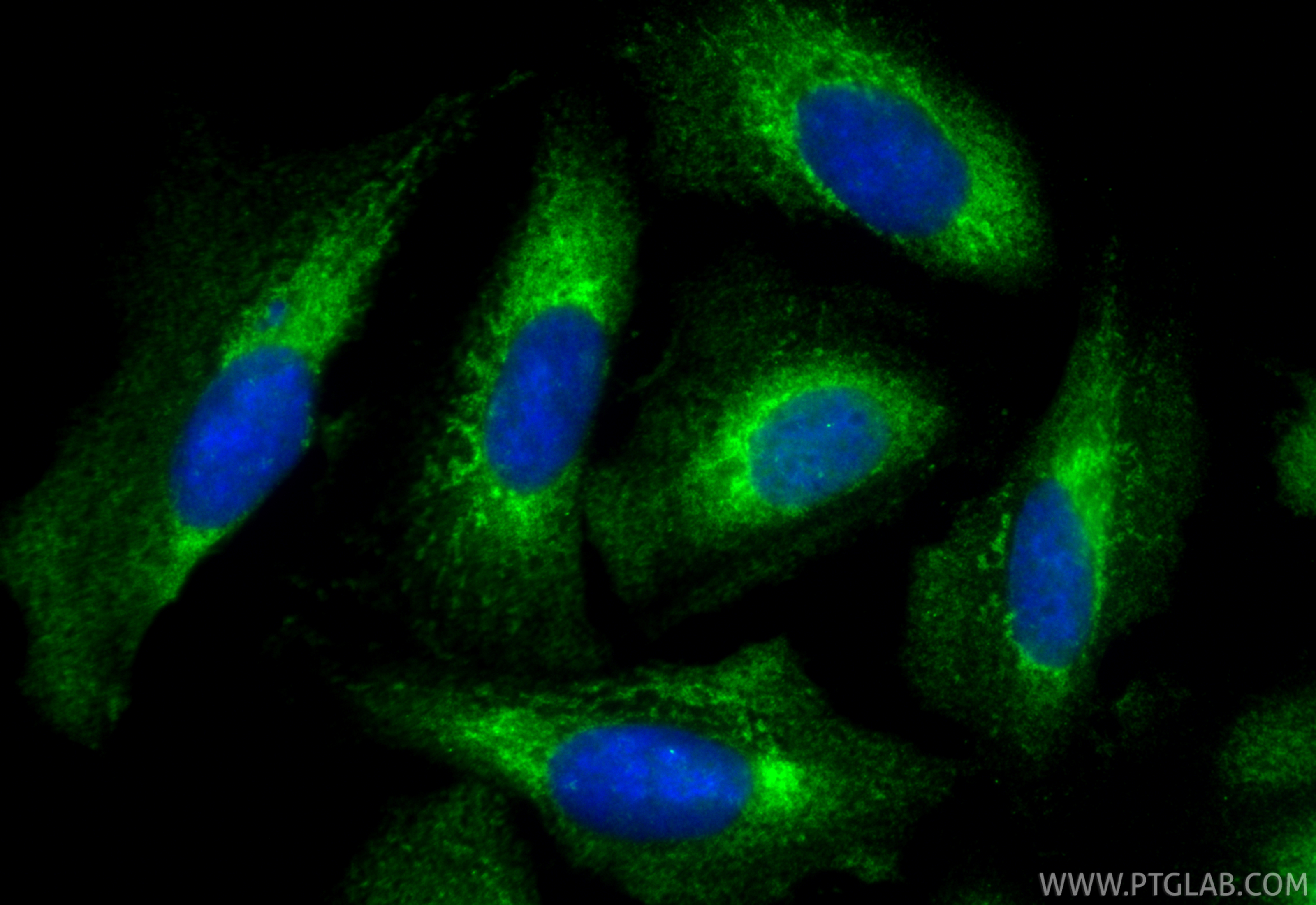 IF Staining of U2OS using CL488-55469