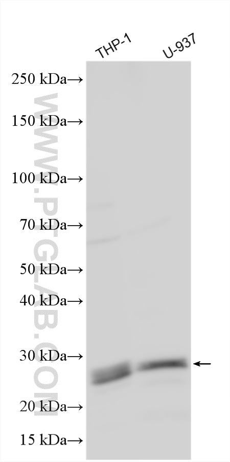 WB analysis using 12283-1-AP