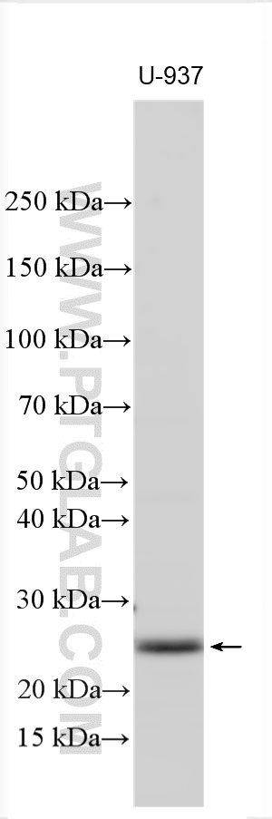 WB analysis using 26742-1-AP